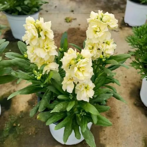 levkojen bonsai topf kräutersamen pflanzensamen balkon garten frühlingsblumen blumensamen mehrjährig winterhart pflanzendeko usambaraveilchen exotische zimmerpflanzen schattenpflanzen 120samen