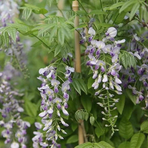 Blauregen 'Prolific' - Wisteria sinensis 'Prolific' - 50-60 cm Topf - Stark blühende Kletterpflanze