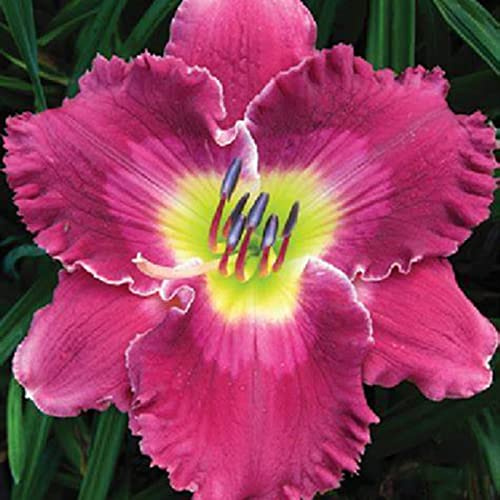 Taglilien Zwiebeln, Mix Mehrjährige Pflanze, Seltene Pflanze, Schnell-Wachsend, Winterhart Pflanze, Blumenzwiebel Mix, Mysteriöse magische Glühbirne, 5zwiebeln-I