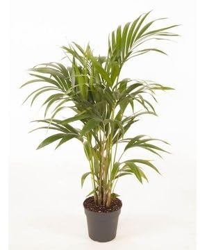 Fresh Plants Zimmerpflanzen -Howea forsteriana (Kentia) - XXL - Topf Ø 21 cm - Höhe ca. 120 cm