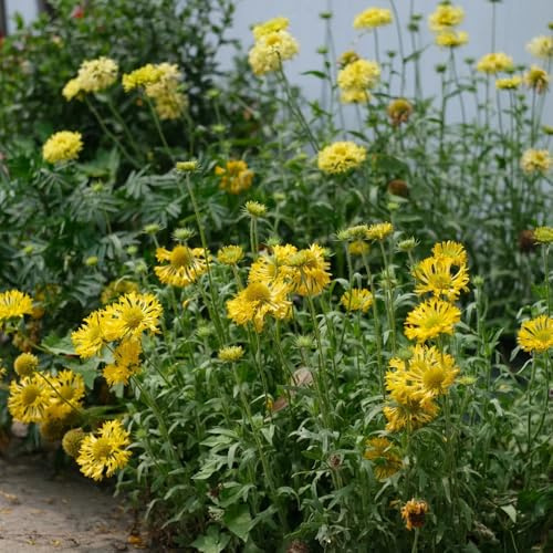 GaillardiaSamen, garten Kokardenblume, geschenke für gartenliebhaber bodendecker hochbeet deko seltene alte sorten 350Samen