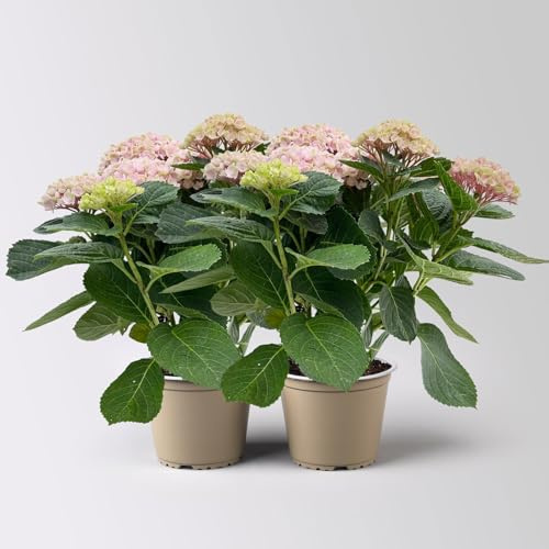 Hortensie 'Magical Revolution®', rosa, Topf-Ø 14 cm, H: 40 cm, 2 Pflanzen