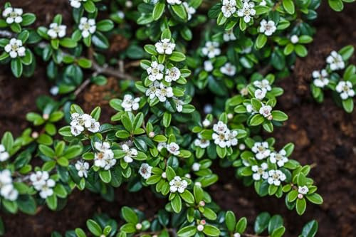 Kriechmispel Cotoneaster dammeri Radicans 25 Stück Bodendecker winterhart | 25er Set, robuste Bodendecker, ideal für Hänge und Böschungen, sonnig bis halbschattig, dichter Wuchs
