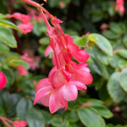 begonien winterharte stauden mehrjährig heilkräuter kräutergarten balkon deko pflanzensamen gartenpflanzen wildkräuter pflanztöpfe winterharte kübelpflanzen pflanzendeko kräuterbeet 125samen