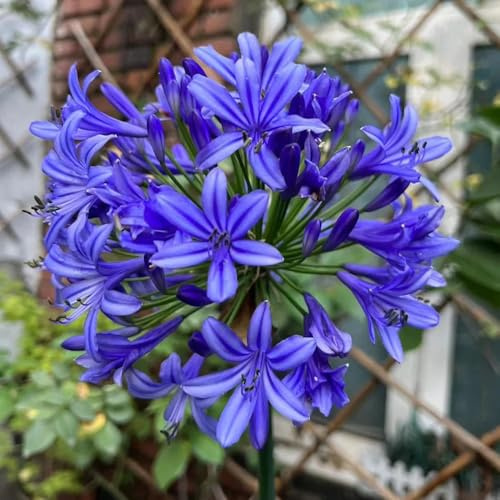 Semillas de agapanto - regalos inusuales Agapanto africano - balcon semillas organicas resistentes para el jardín Las de jardín de rocas son resistentes 350pcs