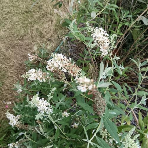 Buddleja davidii - letto elevato giardino decorazione semi perenni resistenti interni tagliati selvatici balcone 85pcs