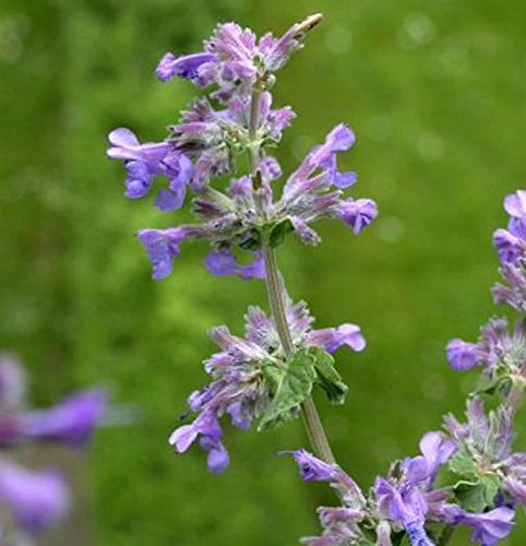 Himalaya Katzenminze - Nepeta subsessilis - lebende Gartenpflanze aus den Baumschulen