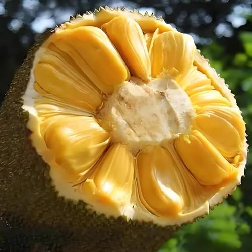 semi di jackfruit, da nani resistenti vecchie varietà semi frutteto giardino rari da balcone serre balcone 20pcs