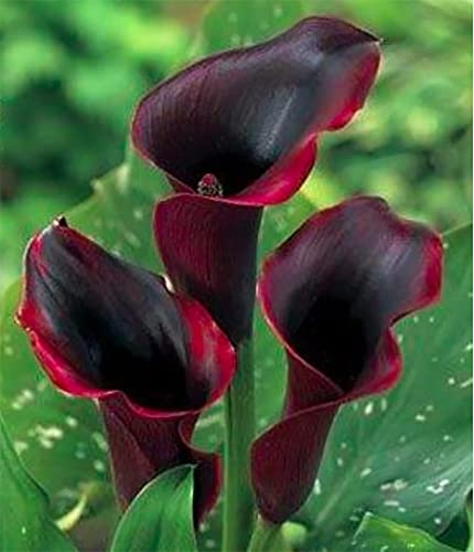 Schwarzwalder “Black Forest” Calla Lily Corm