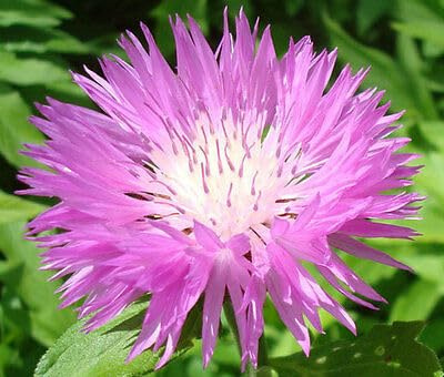 Buy4seeds 20 Seeds Perennial Corn Flower Easy to Grow