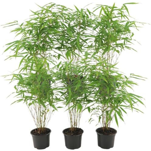 Fargesia Rufa - Bambuspflanzen | 6 Stücke - 25cm - Ø12cm - Gartenpflanze - Multideal