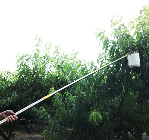 Herramienta de recogida de frutas extensible, recolector de acero inoxidable resistente para cosechar frutas grandes de árboles altos: limón, pera, mango, limas, nectarinas, ciruelas, manzanas