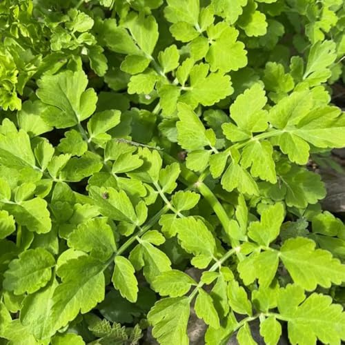 semi di crescione biologici - resistenti interno vecchie varietà balcone per il giardino esterno 400pcs