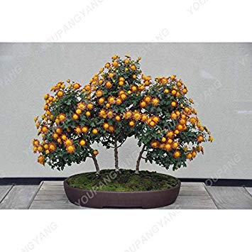 SEMI – 100 Stück Chrysanthemen, halb im Topf in einem Gefäß zum Selbermachen, wenn Sie den Garten in großen Mengen verwenden