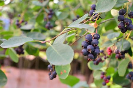 Kompakte Felsenbirne `Greatberry Garden´, Amelanchier alnifolia, 40-80cm im 5Liter Topf