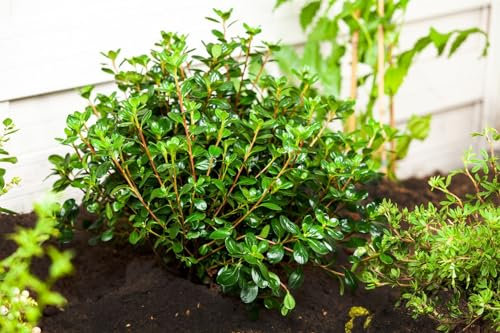 Japanische Azalee Rhododendron obtusum Gislinde 25-30 cm winterhart