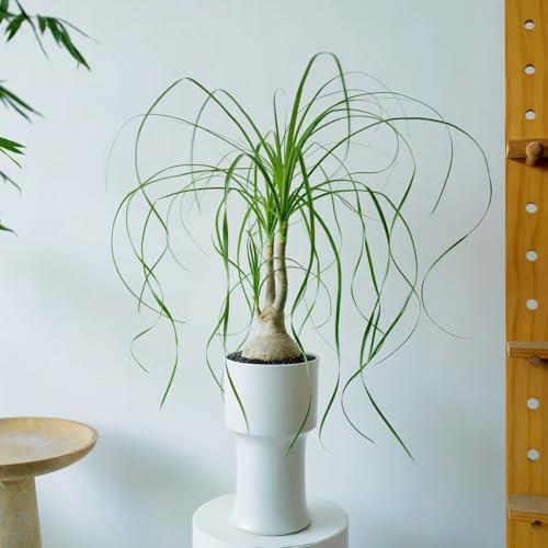 semillas de pata de elefante,invernaderos balcón decoración sala estar raras oficina en macetas plantar un jardín herbáceas semillas balcón 100pcs