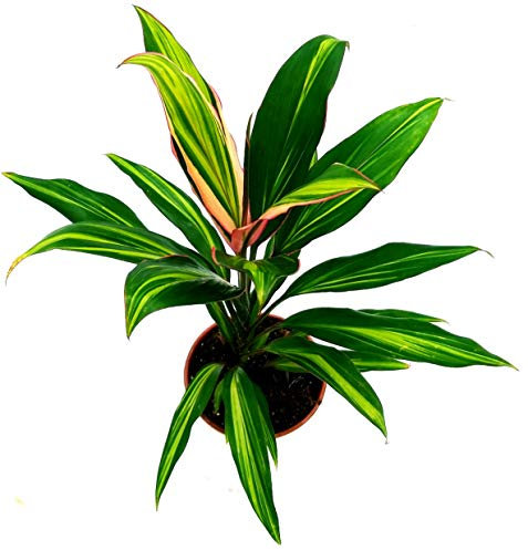 POWERS TO FLOWERS - DRACENA CORDYLINE KIWI IN VASO CERAMICA BIANCO SFERICO, pianta vera