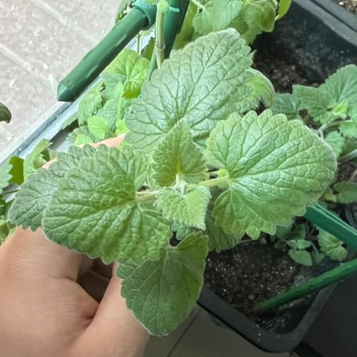 katzenminze, exotische garten, winterharte 250samen