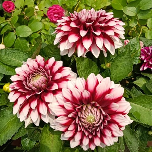 Bulbi di Dahlia, resistenti, adatti al giardino e ai vasi, perfetti per i principianti, facili da coltivare-2bulbi-E