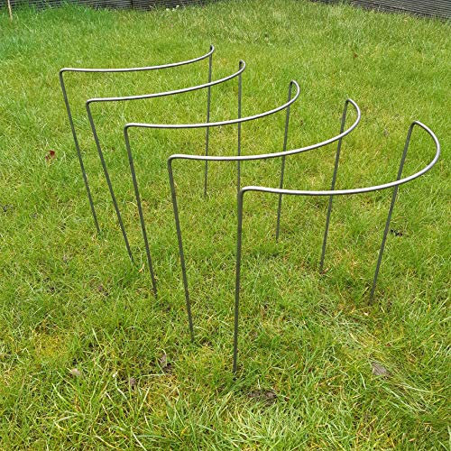 Plant Support Traditional Curve type. Stakes, 6mm Mild Steel, As seen on TV and gardening magazines. 5 pack Size Medium Approx 50cm Tall and 40cm Wide