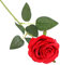 TYGFRT 1 Red Rose, Artificial Rose Flower, Artificial Rose with Stem, Artificial Plant, Desktop Ornament, Wedding Home Office Garden Decoration