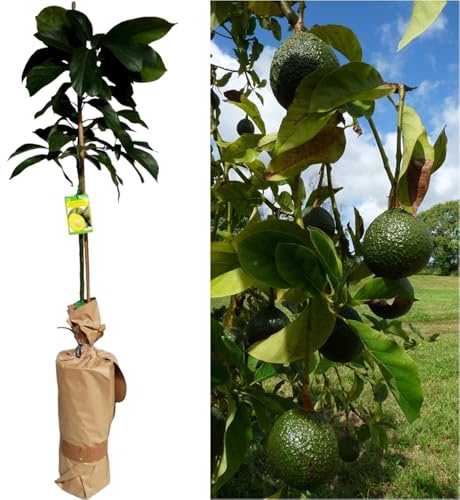 Planta de Aguacate, arbol de variedad injertado. Grande 150-160 Cm. Muy Productivo cosecha tras cosecha. Resistente al Frio. Plantar un aguacate aporta sombra, frutos nutritivos, oxígeno.