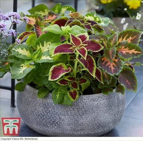 Painted Nettle House Plant Seeds Coleus T&M Prize Strain Improved Mixed Solenostemon scutellarioides Tender Perennial Grow Your Own Houseplants 1x Pack Seed (Approx. 150 Seeds) by Thompson and Morgan
