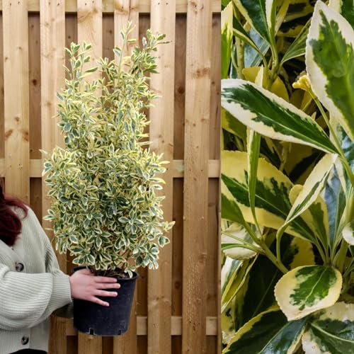Carbeth Plants 1 x Euonymus japonicus Bravo in 5L Pot - Japanese Spindle Tree - Large Evergreen Low Maintenance Outdoor Hedging Shrub