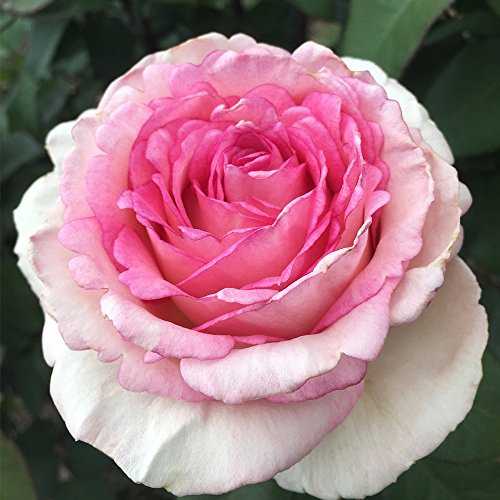 Heirloom Hybrid Tea Roses, Live Own Root Plant for Outdoor Garden, Eleganza® Pink Enchantment®, Moderately Fragrant, Hardiness Zones: 6-10, Repeat Blooming