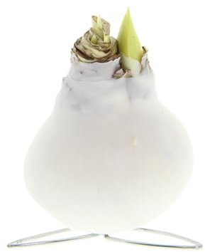 Bloomique - Amaryllis-Zwiebel in weißem Wachs - Kolibri-Weiß - Blumenzwiebel - keine Wasserblumen - Weihnachtsdekoration - 10-20 cm hoch bei Lieferung - wird bis zu 30-50 cm groß - 7 cm Durchmesser
