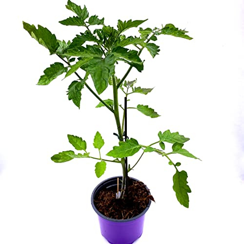 veredelte Roma Tomaten-Pflanze Patia Red 2er-Set