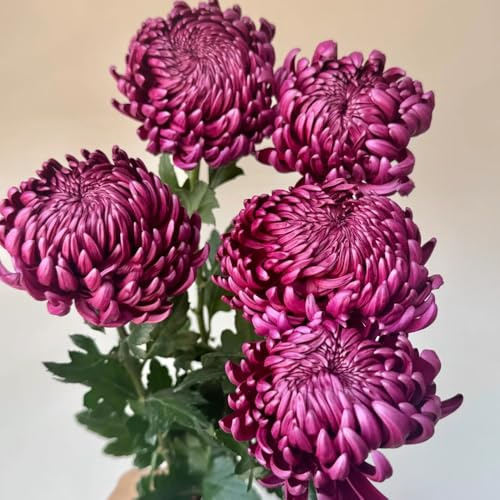 semi di crisantemo per luoghi soleggiati decorazione floreale Perenni resistenti esotico semi di arredamento del soggiorno decorazioni da giardino per esterni 100pcs