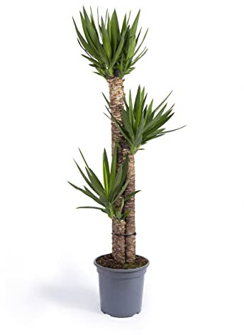 Cool Green - Decoracion hogar - Yuca Grande - Plantas naturales interior