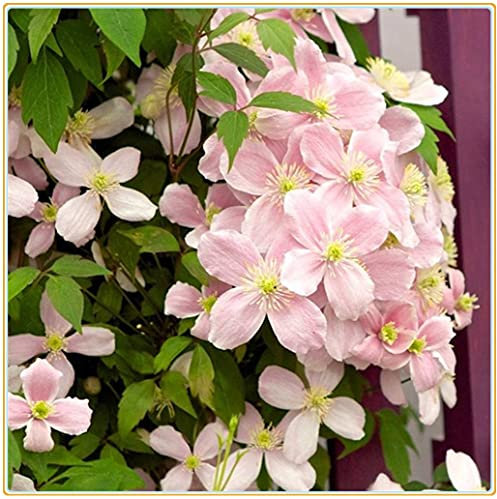 Clematis armandii | Fiori estivi/piantine estive/splendide decorazioni da giardino-6bulbi,C