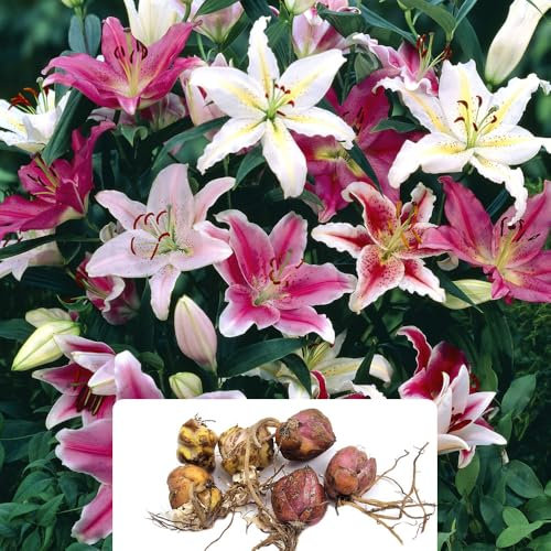6 Oriental Lily Bulbs – Vibrant Mixed Colours for a Gorgeous Summer Garden – Perennial, Ideal for UK Growing Conditions