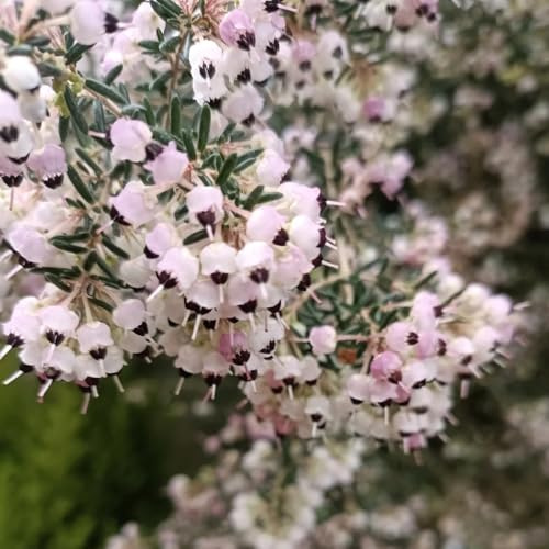 semillas de brezo, variedades antiguas semillas de silvestres Erica carnea, Las de jardín son perennes resistentes 50pcs