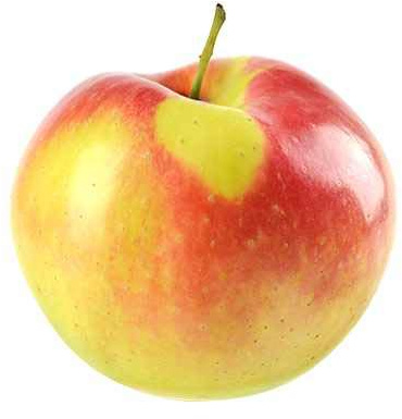 Herbstapfel 'Gala' Halbstamm 150-180 cm – Malus 'Gala' – Süßer, aromatischer Apfelbaum für Garten & Terrasse, ideal für frische Äpfel, Saft und Kuchen