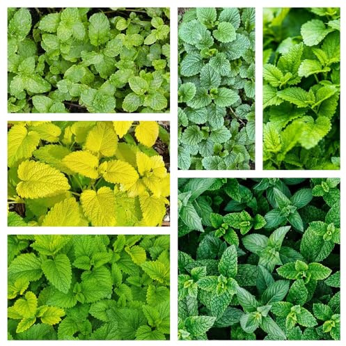 semillas de melisa - jardín orgánicas resistentes en interior exóticas interior, variedades antiguas jardín 1000pcs