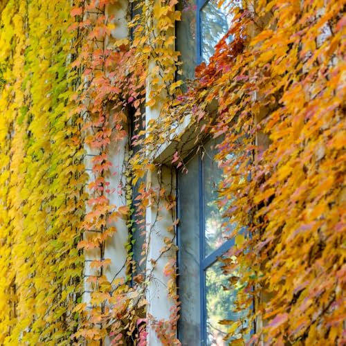 wilder wein, jungfernrebe - seltene balkonpflanzen Parthenocissus Quinquefolia kräutergarten balkon grünpflanzen zimmerpflanzen nachhaltige produkte green wall deko vine 100samen