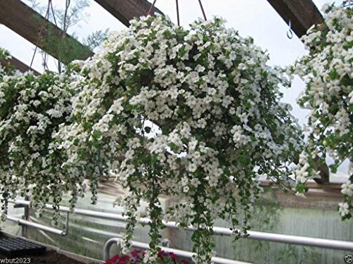 40 White Bacopa Seeds - Perfect Flowers For Hanging Baskets And Windowboxes!