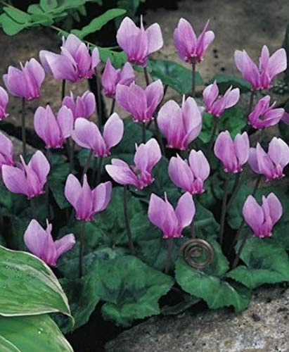 Garten Alpenveilchen Cyclamen Winterhart (´1 Blumenzwiebel)