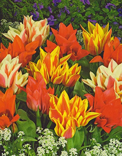 Botanische Tulpen Toronto Mix Tulpenzwiebeln (20 Blumenzwiebeln)