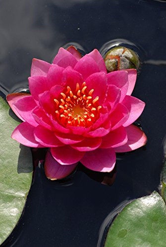 Lincolnshire Pond Plants Ltd - James Brydon Water Lily - Pond Plants - MW11-Loose Root