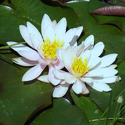 Teichpflanzen Seerosen : Nymphaea Seerose  Pia Stella Berthold  winterhart Pflanztiefe bis 150 cm