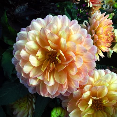 Ausverkauf Dahlienknolle : Dahlia - Dahlie Deko - Dahlie  Princess Elisabeth  1 Knolle/Rhizom