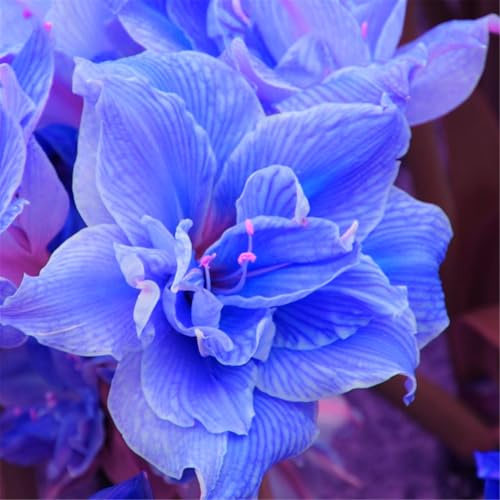 Mehrjährige Blumenzwiebel ist winterhart, Winterhart pflanzen, Blumenzwiebel Mix, Winterhart zwiebeln, Mysteriöse magische Glühbirne-1 Amaryllis Birne