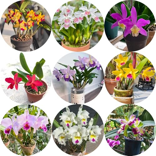 semillas de orquídeas Cattleya de jardín, orquídeas Cattleya ornamentales decoración en resistentes, sombra 100pcs