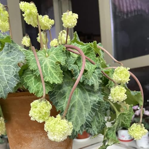 ciclamino di esotici di selvatici semi ciclamino da giardino da arredamento per soggiorno con letto rialzatoto decorativo 200semi