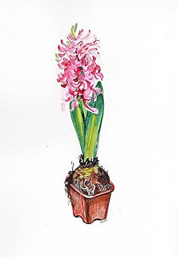 Aquarelle jacinthe rose. Cadeau Noël